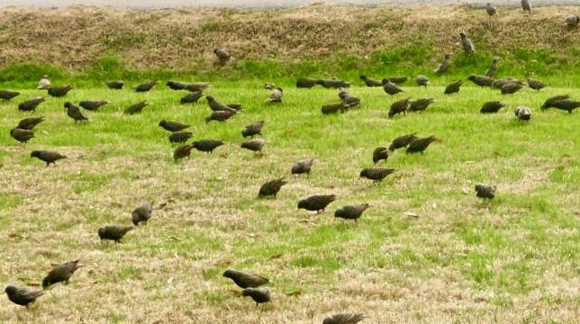 European Starlings Swarm for Food  by KoryeLogan is licensed under CC BY-SA 2.0